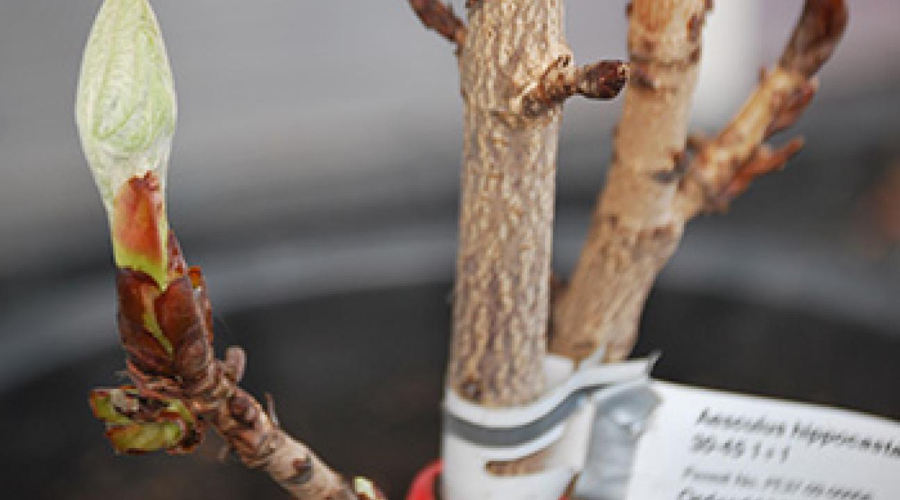 Sapling March 2012