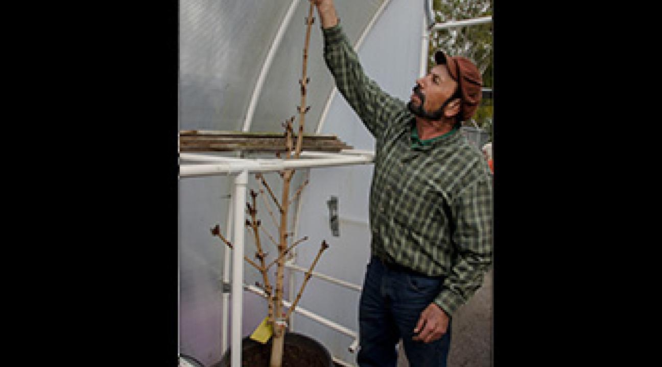 Sapling March 2013