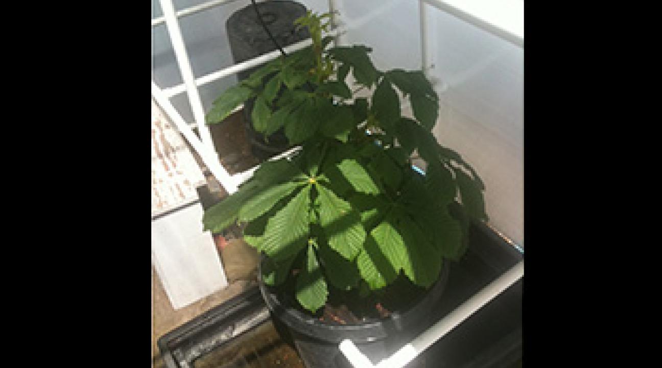 Sapling June 2011