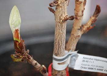 Sapling March 2012