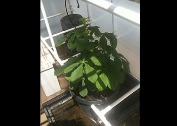 Sapling June 2011